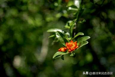 石榴花什么时候开？石榴花在新枝还是老枝上开？