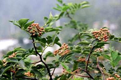 如何种植花椒树，如何种植花椒树种子