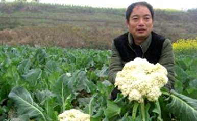 白花菜种子怎么播种，白花菜什么时候播种最好？
