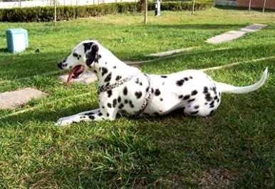 一只巨型贵宾犬多少钱？斑点狗适合家养吗？