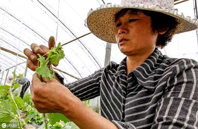 如何最好地管理甜瓜？温室甜瓜管理技术