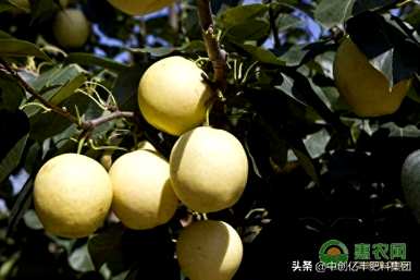 几个月内梨树嫁接成活率高，如何种植梨树成活率高