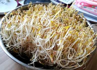 如何种植西兰花芽，如何在家里种植芽菜