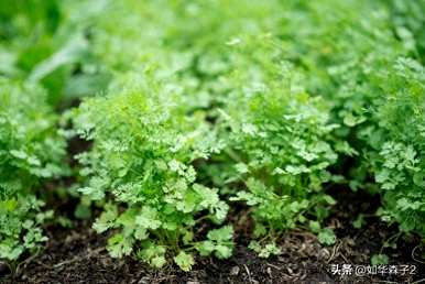 如何种植香菜发芽最快，如何种植香菜种子发芽