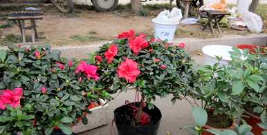 如何施肥盆栽杜鹃花，如何养好杜鹃花盆栽