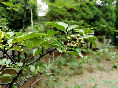 辣椒树怎么种才能发芽？辣椒树发芽后可以嫁接吗？