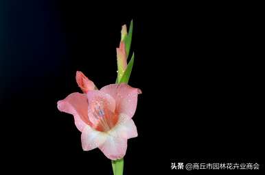 唐菖蒲何时开花，唐菖蒲何时开花