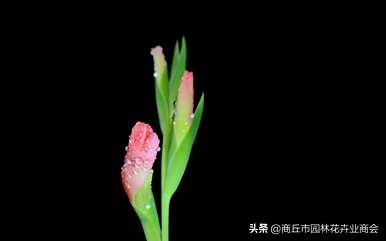 唐菖蒲何时开花，唐菖蒲何时开花