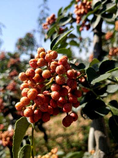 辣椒树怎么种才能发芽？辣椒树发芽后可以嫁接吗？