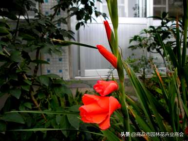 唐菖蒲何时开花，唐菖蒲何时开花