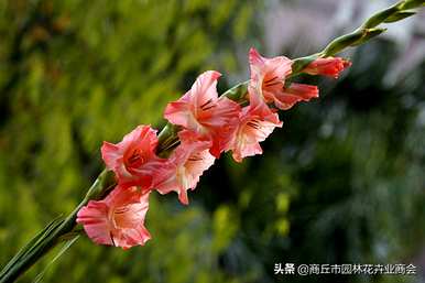 唐菖蒲何时开花，唐菖蒲何时开花