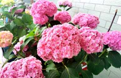 绣球花生长不旺盛的原因是什么？绣球花怎么养才能更旺盛？