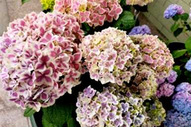 绣球花生长不旺盛的原因是什么？绣球花怎么养才能更旺盛？