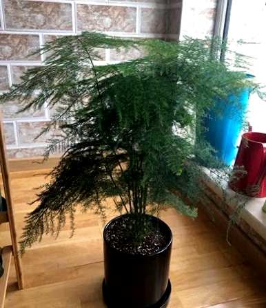 如何养文竹才能更旺盛的文案，如何养文竹才能更旺盛