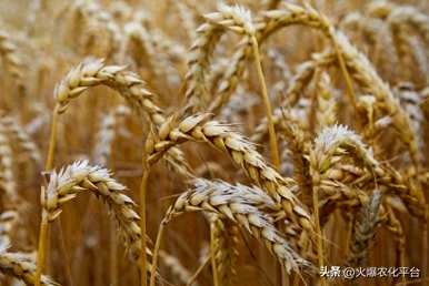 小麦最新价格市场，小麦最新价格市场预测