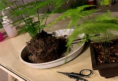 如何养文竹才能更旺盛的文案，如何养文竹才能更旺盛