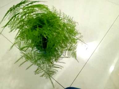 如何养文竹才能更旺盛的文案，如何养文竹才能更旺盛