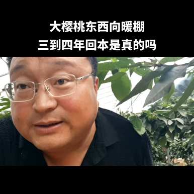 一亩温室里有多少种樱桃？一亩温室樱桃的投资是多少？