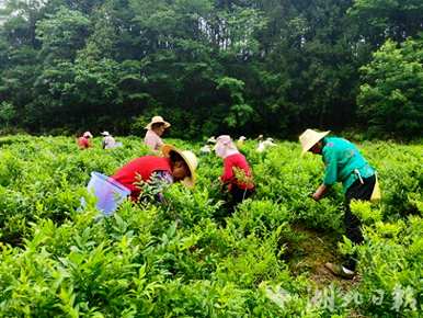 富硒藤茶一斤多少钱，正常恩施富硒藤茶一斤多少钱？