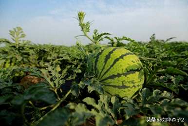 西瓜需要顶部和剪枝吗？西瓜剪枝栽培技术视频