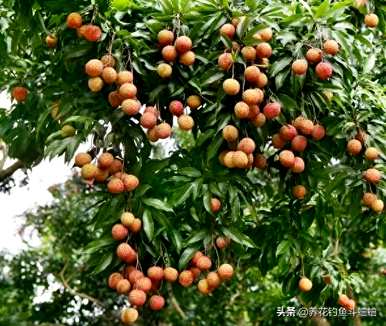 荔枝移栽树怎么不发芽，怎么种荔枝籽发芽？