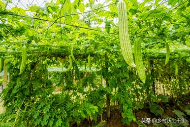 什么时候种苦瓜最好，什么时候种苦瓜最合适？
