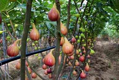 佛教无花果树栽培、无花果树栽培与管理
