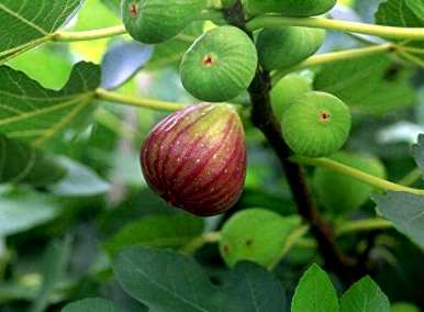 佛教无花果树栽培、无花果树栽培与管理
