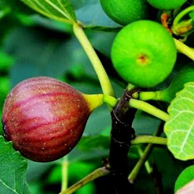 佛教无花果树栽培、无花果树栽培与管理