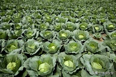 夏天公认的阳台菜有10种，夏天种什么菜合适？