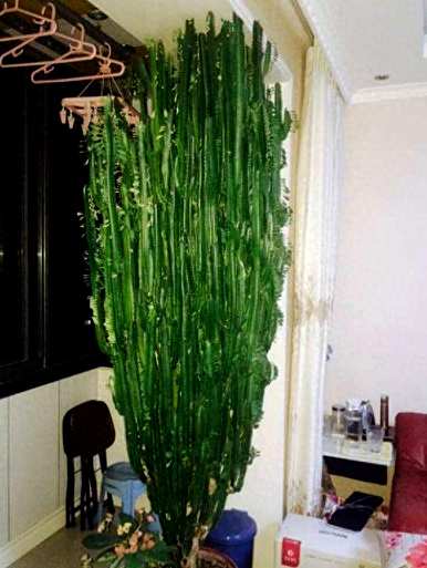 金虎仙人球的寓意和象征，金虎仙人球能活多久？