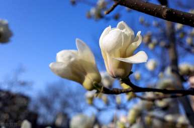种植玉兰花的方法和时间，院子里种植玉兰花的地方是什么？