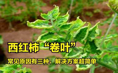 番茄叶卷是什么意思？番茄叶卷是怎么回事？