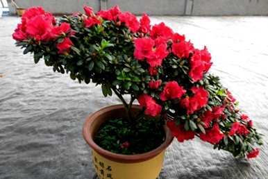 如何正确浇水杜鹃花，正确浇水杜鹃花的方法