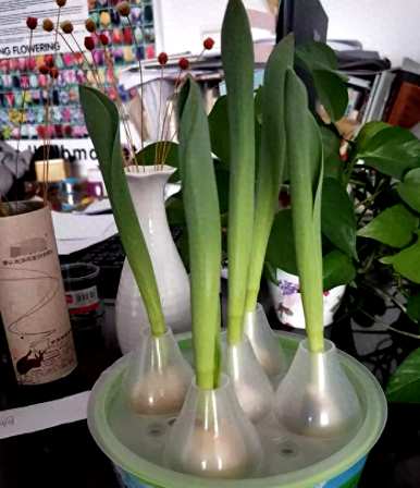 荷兰郁金香球种植方法，郁金香球种植方法