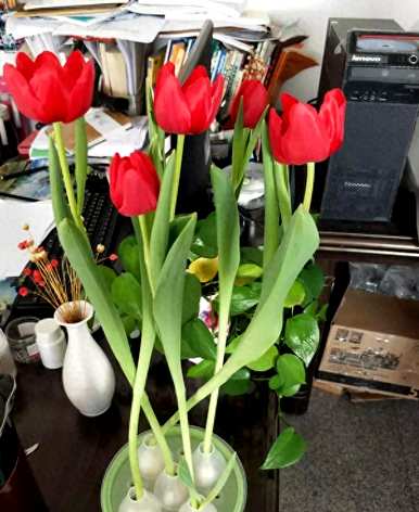 荷兰郁金香球种植方法，郁金香球种植方法