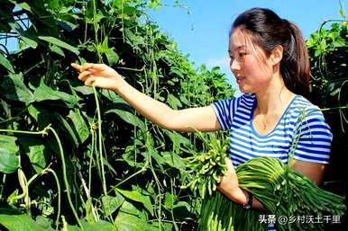 豆子第一次浇水什么时候好，豆子什么时候浇水最合适？