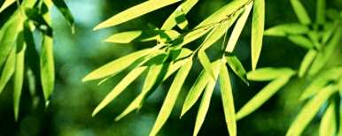 凤尾竹叶变黄的原因是什么？如何修剪凤尾竹叶变黄变干？