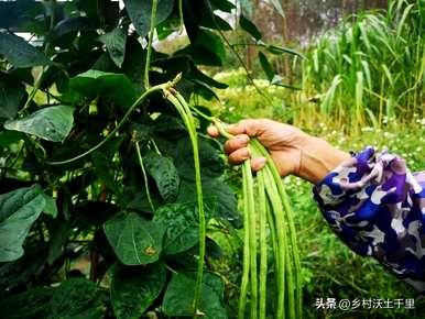 豆子第一次浇水什么时候好，豆子什么时候浇水最合适？