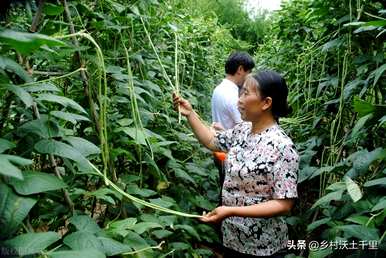 豆子第一次浇水什么时候好，豆子什么时候浇水最合适？