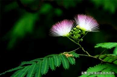 合欢花几个月开花，合欢花幼苗几年开花