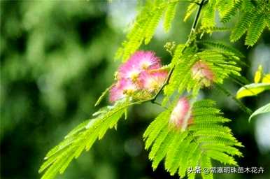 合欢花几个月开花，合欢花幼苗几年开花