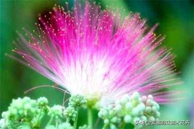 合欢花几个月开花，合欢花幼苗几年开花