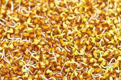 直接种植香菜籽几天，香菜籽如何尽快发芽？