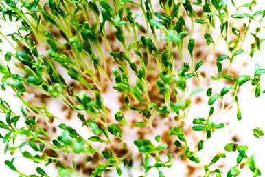 直接种植香菜籽几天，香菜籽如何尽快发芽？