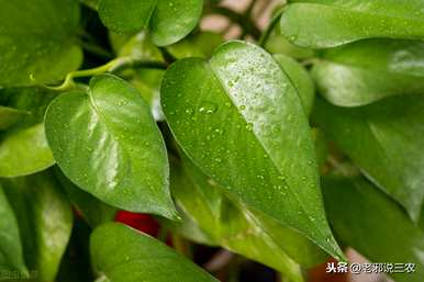 桑树怎么种才能结果？桑树总是开花而不结果
