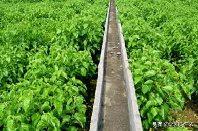 桑树怎么种才能结果？桑树总是开花而不结果