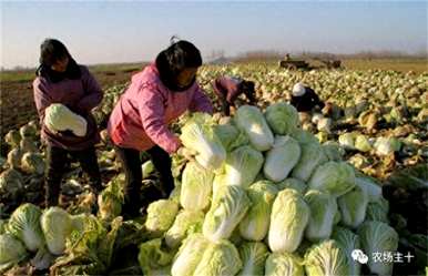 九月份种白菜不晚，种白菜的温度适合多少？