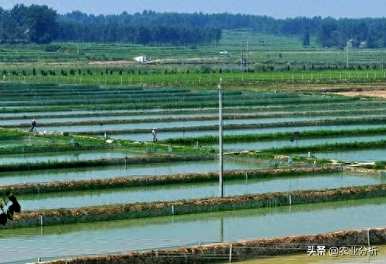 养泥鳅需要什么条件，养泥鳅需要什么条件？
