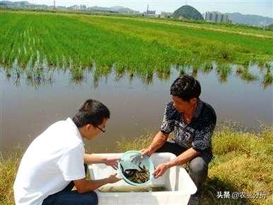 养泥鳅需要什么条件，养泥鳅需要什么条件？